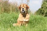 DOGUE DU TIBET 003